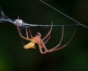Spinne in einem Netz, orange