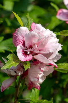 Hibiscus 'Lady Stanley' a summer flowering shrub plant with a pink red summertime flower commonly known as rose of Sharon, stock photo image