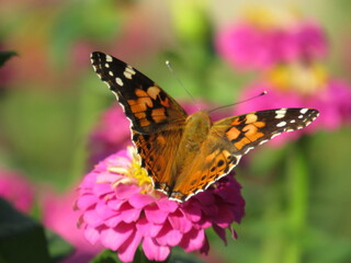 butterfly on a flower