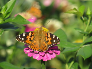 butterfly on a flower