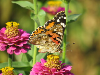 butterfly on a flower