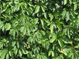 garden flowers