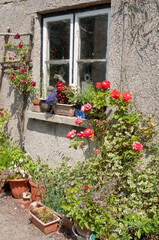 Fototapeta na wymiar Plants and flowers in a residential garden, Somerset, England