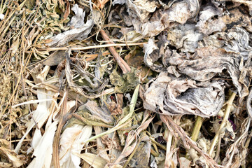 Dry plants in a compost pit in autumn