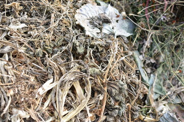 Dry plants in a compost pit in autumn