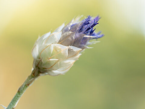 Cupidone bleue, catananche bleue ou caerulea, de la famille des Ast&eacute;rac&eacute;es et une plante &eacute;ph&eacute;m&egrave;re du bassin m&eacute;diterran&eacute;en. 