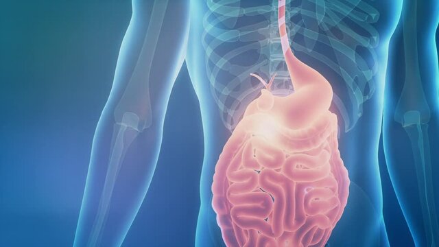 Billions of microbiome attack and destroy virus inside gut. Bacteria being killed by good microorganisms inside human body.