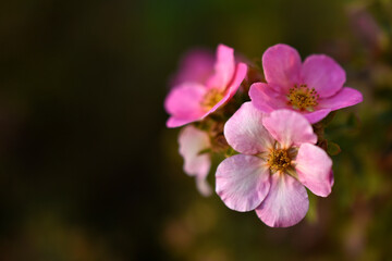 Pink flowers of Potentilla reptans close-up