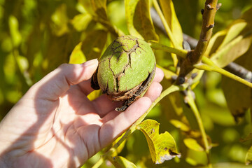 Walnut tree and hand harvesting green walnut