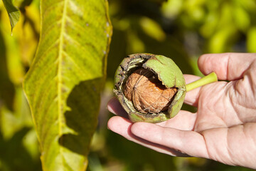 Walnut tree and hand harvesting green walnut