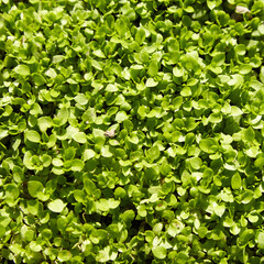Fototapeta na wymiar Green grass with dew summer background