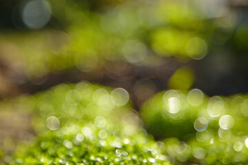 Blurred green grass summer background