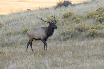 Elk Animal Male In Colorado