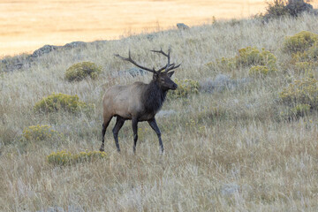 Wildlife Male Elk With Big Antlers