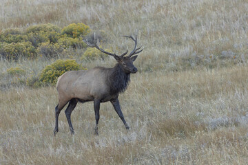 Elk Male With Antlers During Rut In Colorado