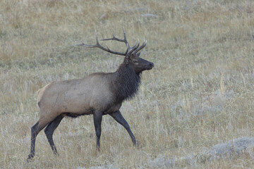 Male Elk Animal In The Wild In Colorado Field