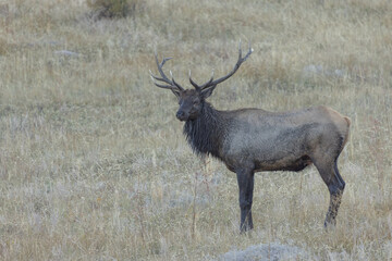 Male Elk With Large Antlers Rack Looking At You