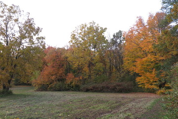 Obraz premium autumn in the park