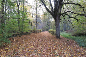 path in autumn forest