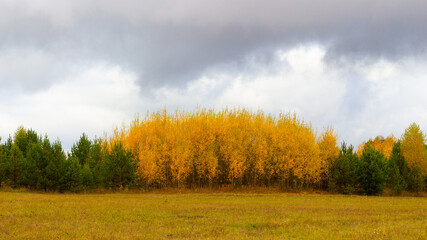 Fototapeta premium Colorful autumn landscape with yellowed birch trees and green fir-trees with a grey sky covered with low clouds. Indian summer in Russia. Forest at the edge of the field