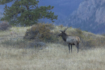 Male Elk With Rocky Mountains Behind Him In Autumn In Colorado