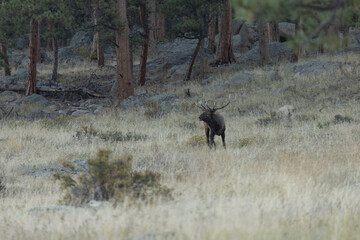 Fototapeta na wymiar Male Elk Bugling During Rut In Autumn