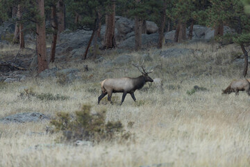 Large Male Elk In Rocky Mountains Of Colorado