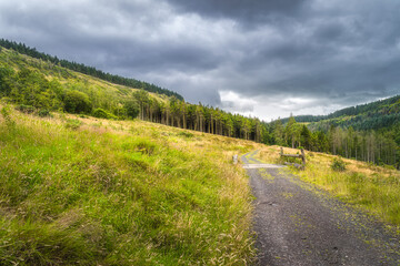 Country road on a heal leading trough meadow to pine forest forest, Glenariff Forest Park, County Antrim, Northern Ireland