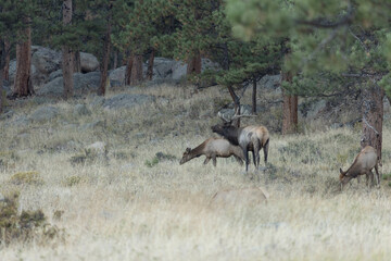 Fototapeta na wymiar Rut Season For Elk In Colorado