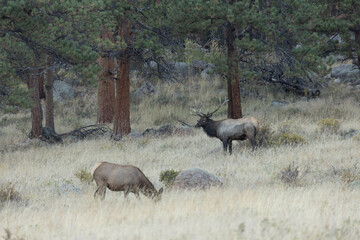 Male Elk With Antlers Watches Female Elk During Rut