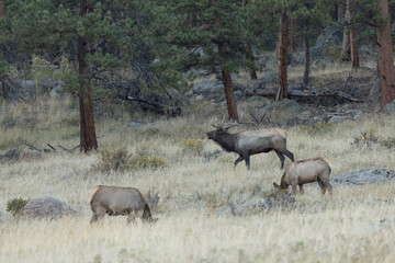 Elk Male Bugling During Rut With Female Elk