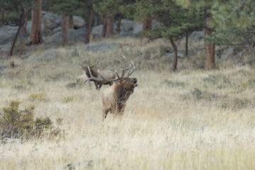 Male Elk Bugling During Rut Season In Colorado