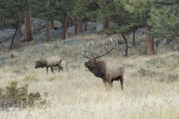 Naklejka na ściany i meble Male Elk With Huge Antlers Rack In Colorado