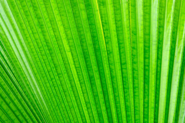 Obraz premium Close up nature green leaf background