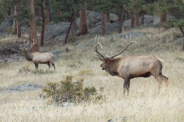 Naklejka na ściany i meble Male Elk Warns Other Male Elk To Stay Away During Rut