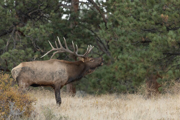 Male Elk Bugling During Rut In Colorado