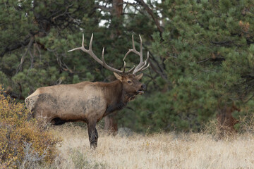 Fototapeta premium Male Elk With Big Antlers Rack In Colorado