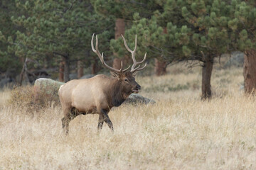 Elk With Large Antler Rack In Colorado