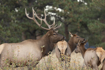 Obraz na płótnie Canvas Male Elk Watches Over Females During Rut