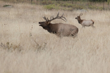Old Male Elk And Young Male Elk In Colorado
