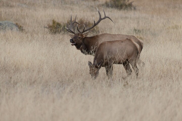 Naklejka na ściany i meble Male And Female Elk During Rut In Colorado