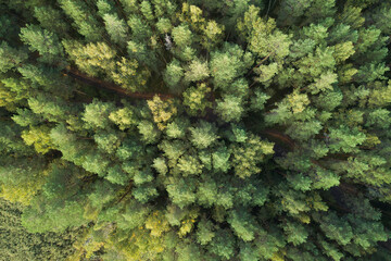 Beautiful autumn landscape with road and forest. Aerial photography using a drone