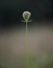Wilde Möhre (Daucus carota), Blüte, Pflanze