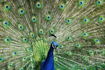 Obraz premium Close up of a peacock