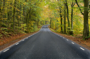 Fototapeta premium Autumn road