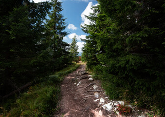 Forest trail overgrown with roots leading among the coniferous trees.