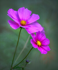 Kosmeen (Cosmos), Blüte, rosa, Nahaufnahme