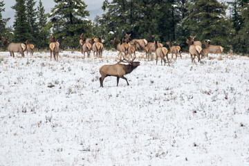 Bull Elk Harem Yellowstone