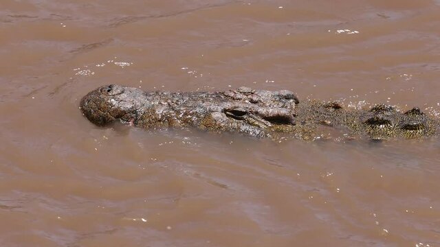 A croc in Africa video 