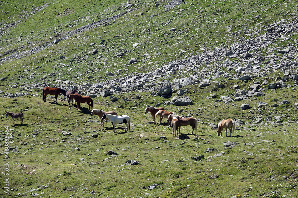 Canvas Prints pferde bei gargellen im montafon